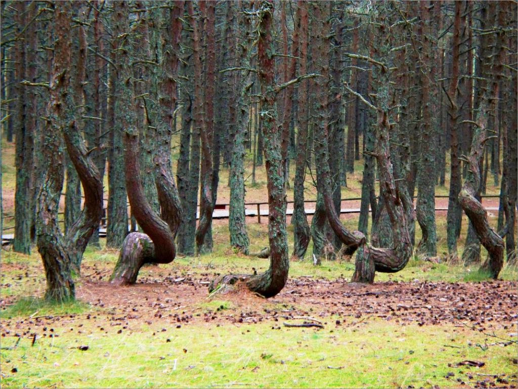 Танцующий лес на Куршской косе