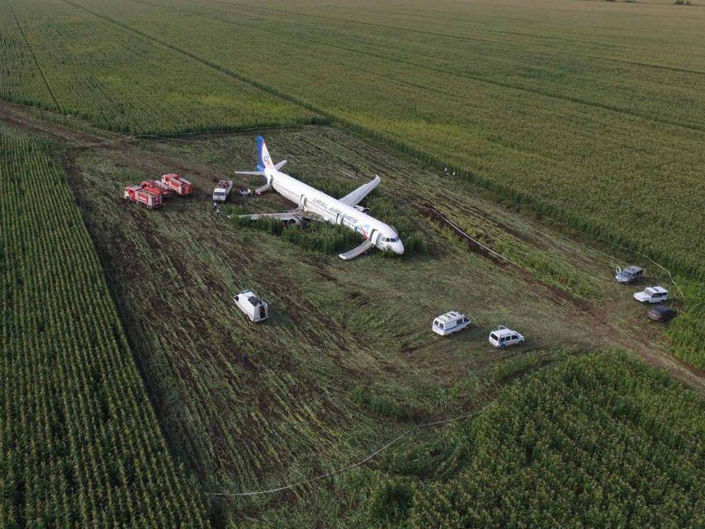 Самолет в кукурузном поле