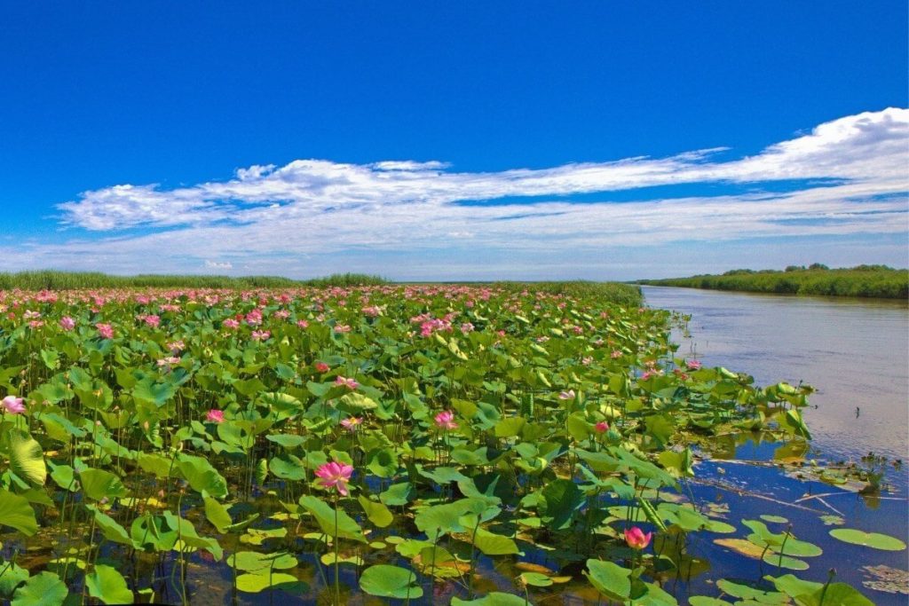 Лотосы в дельте Волги